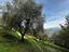 Immagine 10