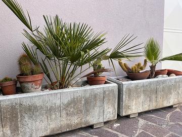 Fioriere in cemento complete di palme