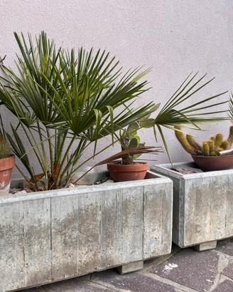 Fioriere in cemento complete di palme