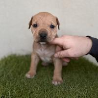 Cuccioli di Pitbull con pedegree