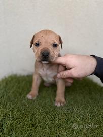 Cuccioli di Pitbull con pedegree