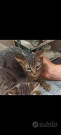 Gattino tigrato 3 mesi