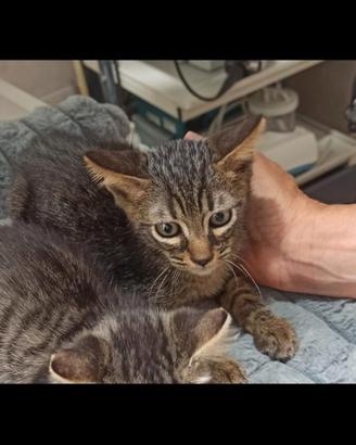 Gattino tigrato occhi belli