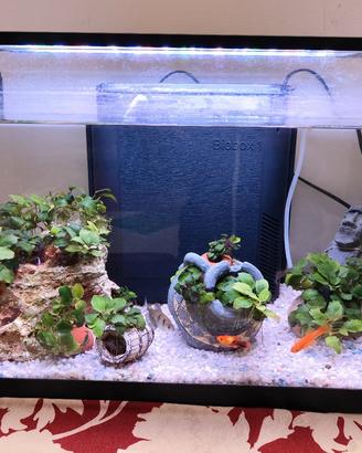 acquario 50 litri circa