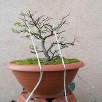 Pre bonsai yamadori di olmo campestre 