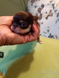 Tre maschietti ed una pupa