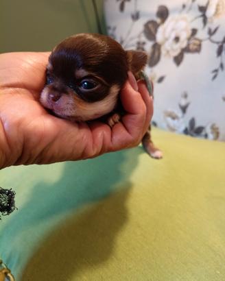 Tre maschietti ed una pupa