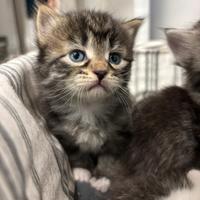 Cuccioli gatto Siberiano ipoallergenico