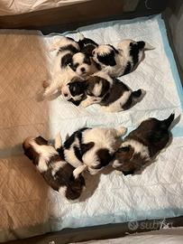 Shihtzu 30 giorni