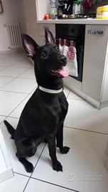 Nina cucciolona rinuncia di proprietà