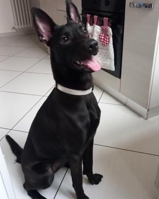 Nina cucciolona rinuncia di proprietà