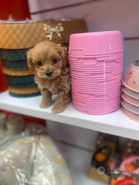 Barboncino mini Toy maschio asiatico