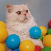 Accoppiamento scottish