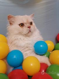 Accoppiamento scottish