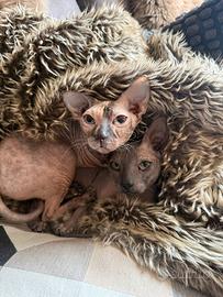Sphynx, Coppia fratelliini di quasi due anni