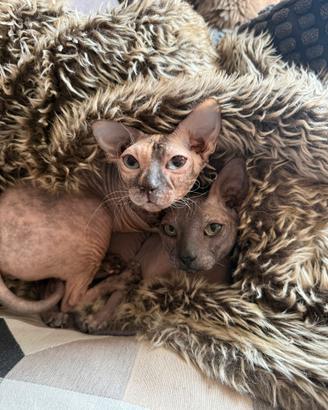 Sphynx, Coppia fratelliini di quasi due anni