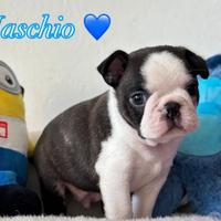 Boston Terrier cucciolo