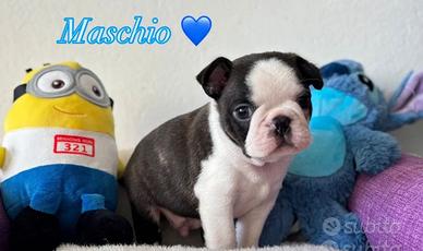 Boston Terrier cucciolo
