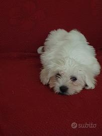 Cucciola di maltese