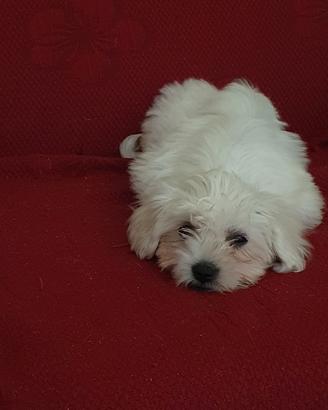 Cucciola di maltese