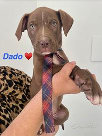 Adotta cane cucciolo dolce con vaccino taglia medi