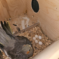 Calopsite da compagnia