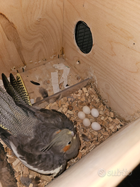 Calopsite da compagnia