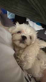 Cuccioli di Maltese