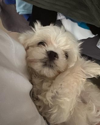 Cuccioli di Maltese