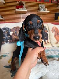 Bassotti tedeschi nano kaninchen pedigree ENCI