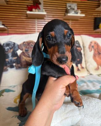 Bassotti tedeschi nano kaninchen pedigree ENCI