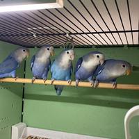 Inseparabili Agapornis roseicollins novelli