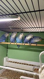 Inseparabili Agapornis roseicollins novelli