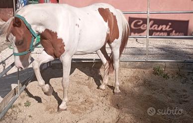 Pony x scuola e salto