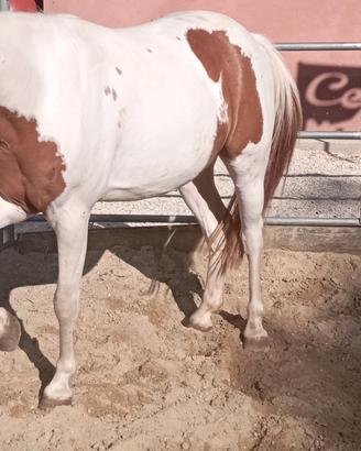 Pony x scuola e salto