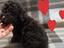 Immagine 5