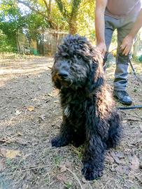 Cuccioli Lagotto spinone