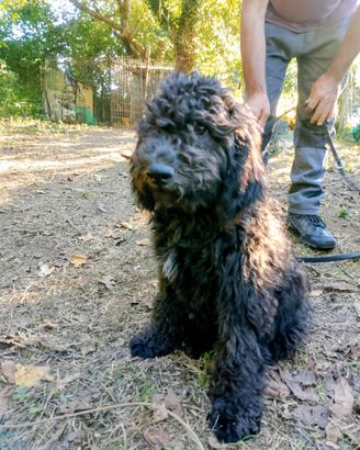 Cuccioli Lagotto spinone