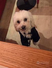 Accoppiamento o monta cane maltese