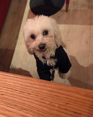 Accoppiamento o monta cane maltese