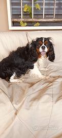 Adulta di cavalier king