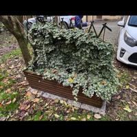 Fioriera con edera rigogliosa