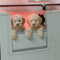 Lagotto romagnolo