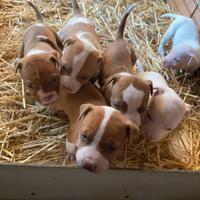 Cuccioli pitbull red nose