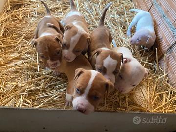 Cuccioli pitbull red nose