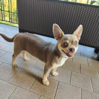 Chihuahua Lilac per monta