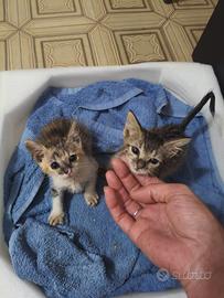 Adotta 2 gattine in perfetta salute Gatti