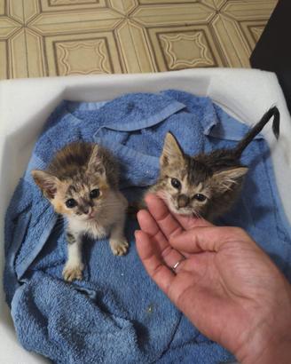 Adotta 2 gattine in perfetta salute Gatti