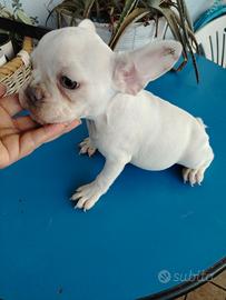 Cucciolo bulldog francese platinum