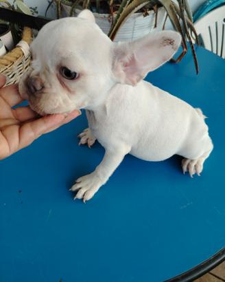 Cucciolo bulldog francese platinum